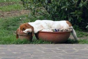 Get Ready for Funny Animals #426 (20 photos)