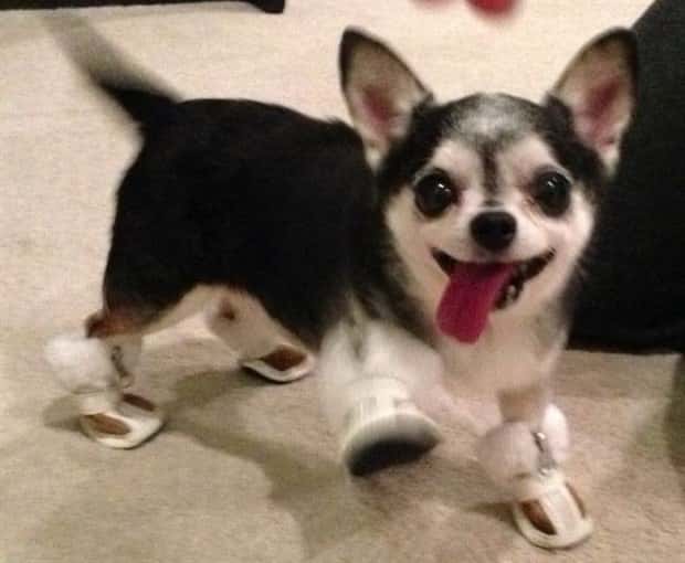 Get Ready for Funny Animals #427 (24 photos)