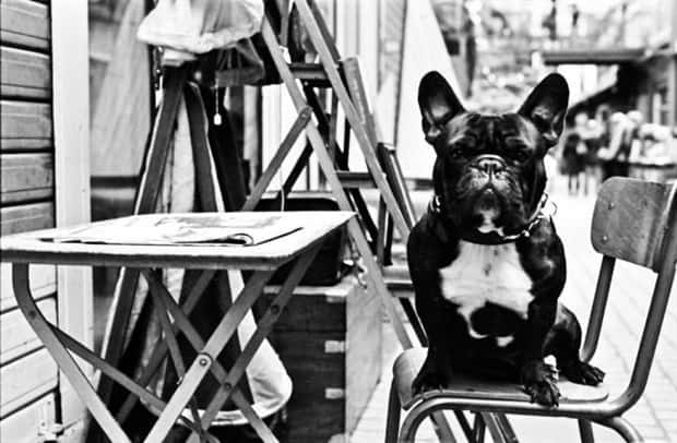 Get Ready for Funny Animals #425 (21 photos)