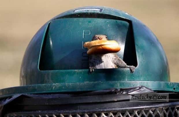 Get Ready for Funny Animals #426 (20 photos)