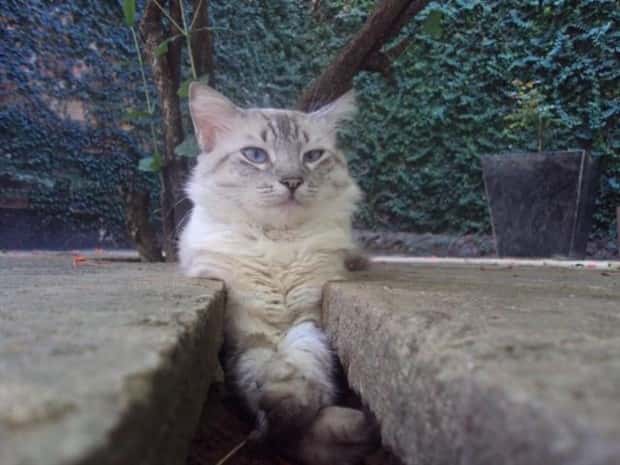 Get Ready for Funny Animals #427 (24 photos)