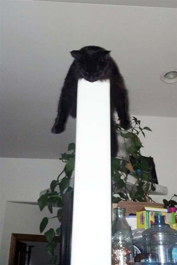 Get Ready for Funny Animals #425 (21 photos)