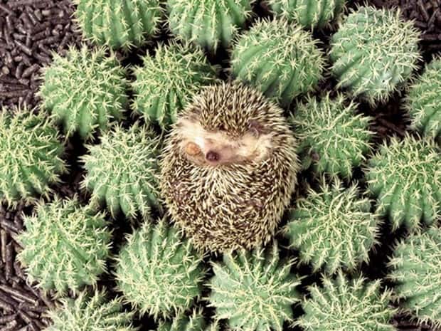 Get Ready for Funny Animals #426 (20 photos)