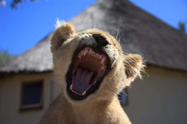 Get Ready for Funny Animals #427 (24 photos)