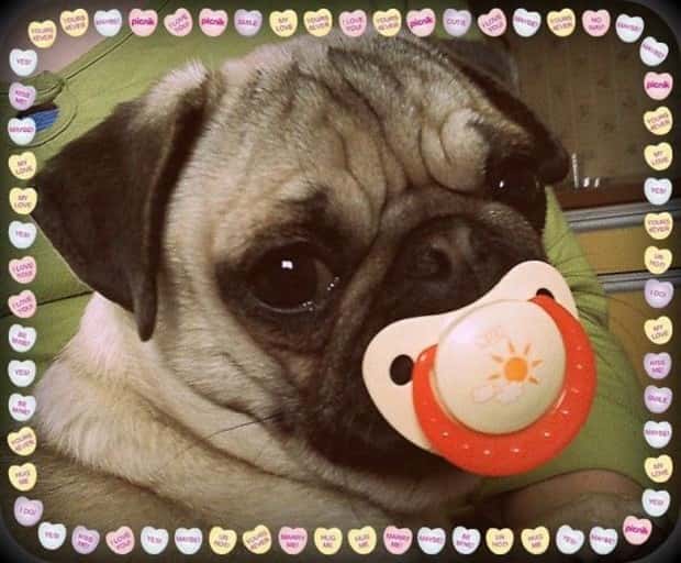 Get Ready for Funny Animals #425 (21 photos)