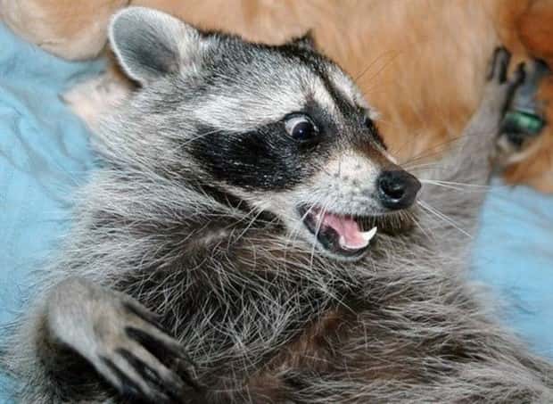 Get Ready for Funny Animals #426 (20 photos)