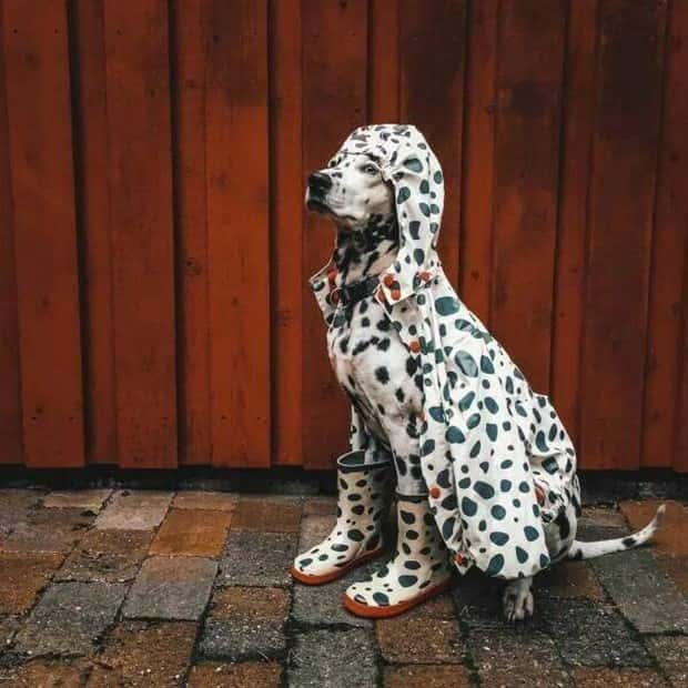 Get Ready for Funny Animals #426 (20 photos)