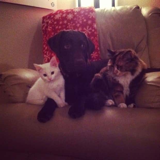 Get Ready for Funny Animals #427 (24 photos)