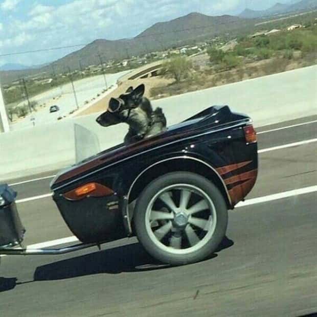 Get Ready for Funny Animals #426 (20 photos)