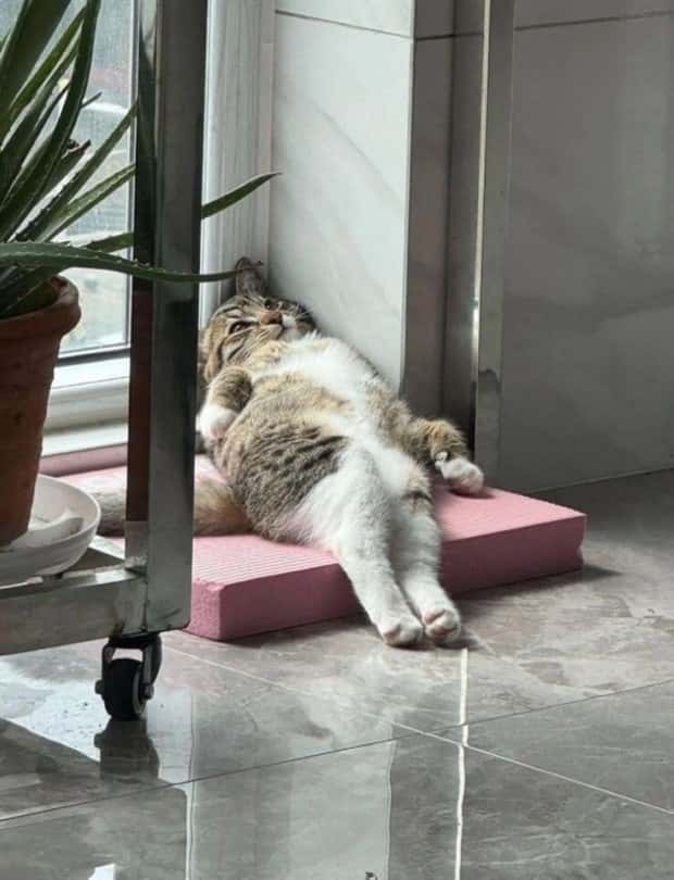 Get Ready for Funny Animals #427 (24 photos)