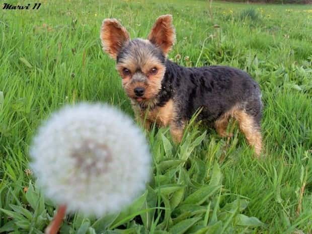 Get Ready for Funny Animals #425 (21 photos)