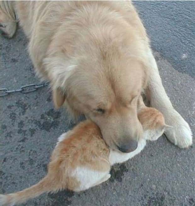 Get Ready for Funny Animals #426 (20 photos)