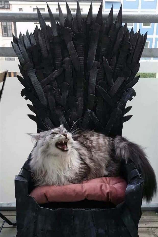 Get Ready for Funny Animals #425 (21 photos)