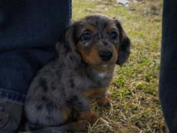 Get Ready for Funny Animals #427 (24 photos)