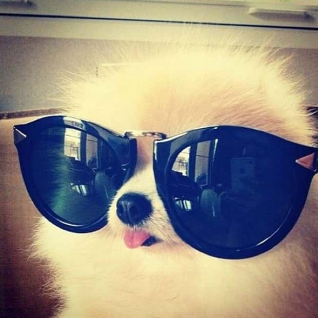 Get Ready for Funny Animals #427 (24 photos)