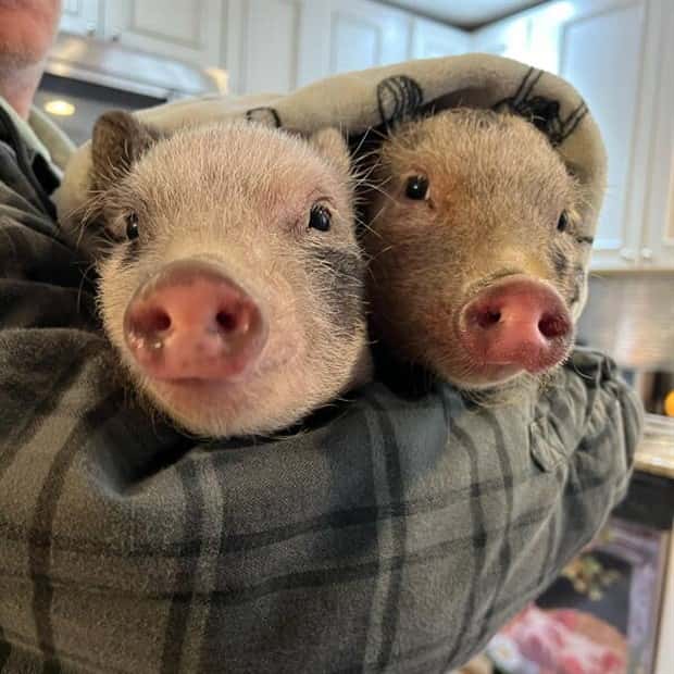 Get Ready for Funny Animals #425 (21 photos)