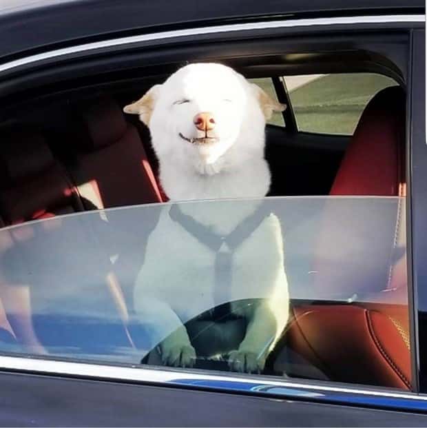 Get Ready for Funny Animals #426 (20 photos)