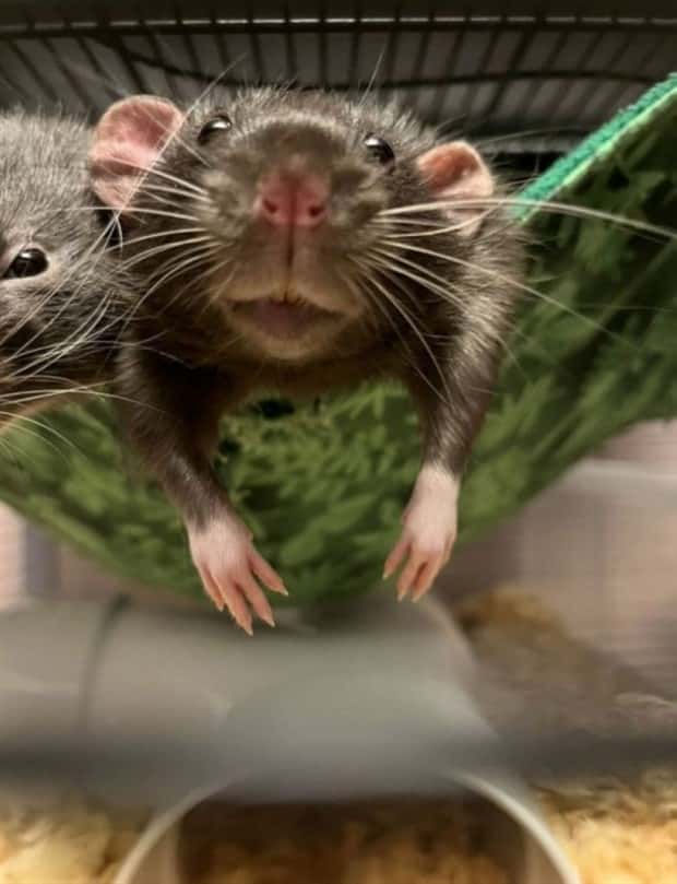 Get Ready for Funny Animals #427 (24 photos)