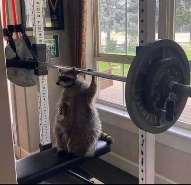 Get Ready for Funny Animals #426 (20 photos)