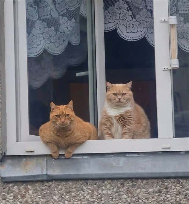 Get Ready for Funny Animals #427 (24 photos)