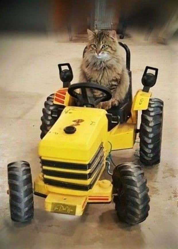 Get Ready for Funny Animals #426 (20 photos)