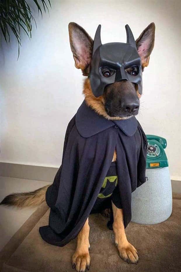 Get Ready for Funny Animals #427 (24 photos)