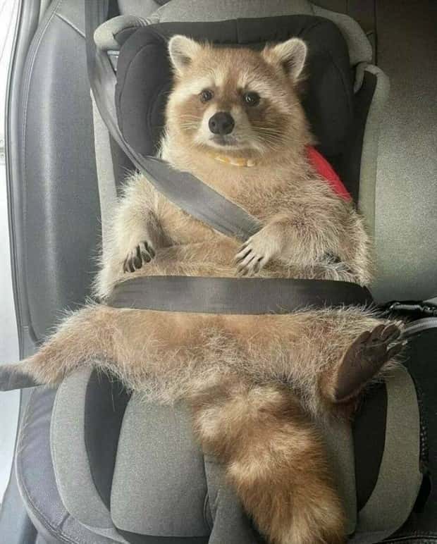 Get Ready for Funny Animals #425 (21 photos)