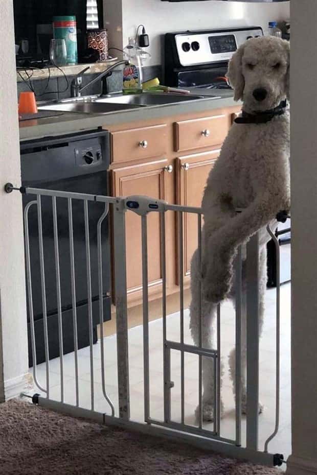 Get Ready for Funny Animals #426 (20 photos)