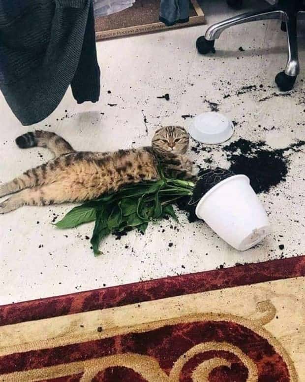 Get Ready for Funny Animals #427 (24 photos)