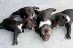 Get Ready for Funny Animals #424 (22 photos)