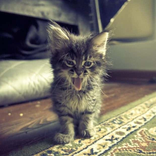 Get Ready for Funny Animals #426 (20 photos)