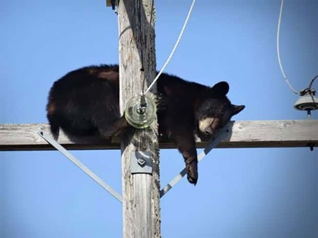 Get Ready for Funny Animals #425 (21 photos)