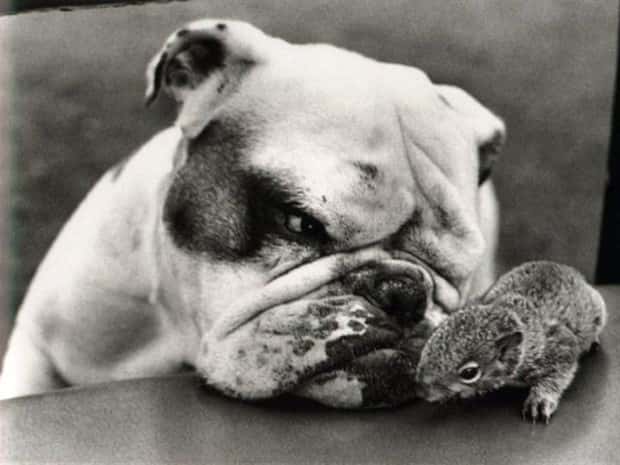 Get Ready for Funny Animals #427 (24 photos)