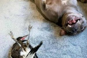 Klyker Picdump #1923 (43 photos)