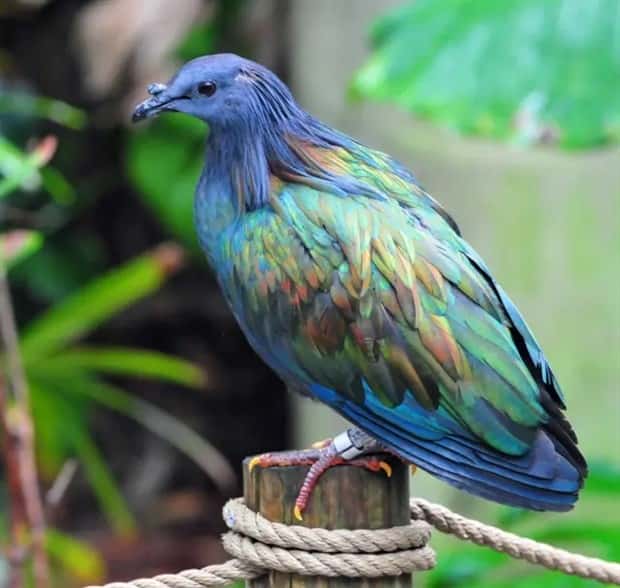 manned nicobar pigeon 10 The Maned Pigeon That Prefers Walking (16 photos)