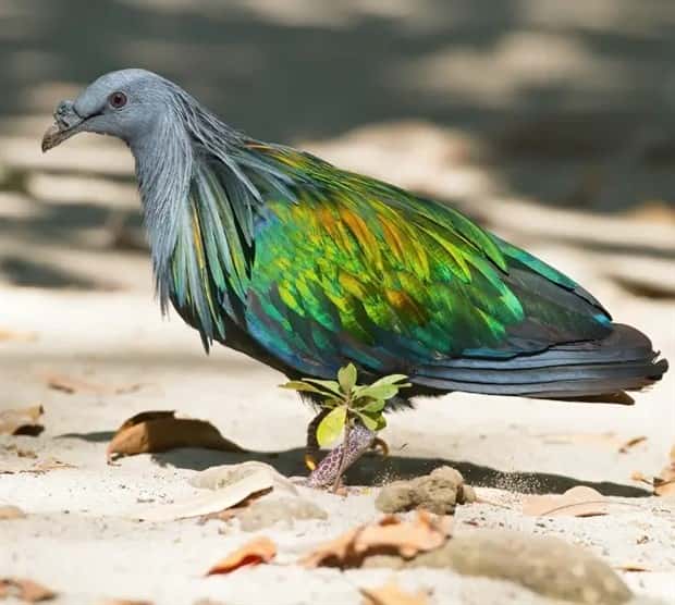manned nicobar pigeon 12 The Maned Pigeon That Prefers Walking (16 photos)