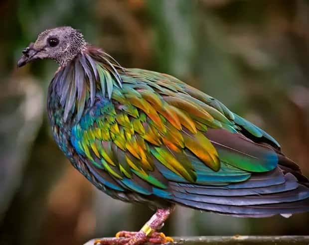 manned nicobar pigeon 14 The Maned Pigeon That Prefers Walking (16 photos)