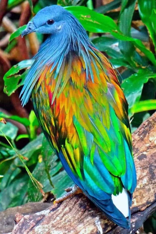 manned nicobar pigeon 15 The Maned Pigeon That Prefers Walking (16 photos)