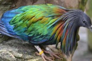 The Maned Pigeon That Prefers Walking (16 photos)