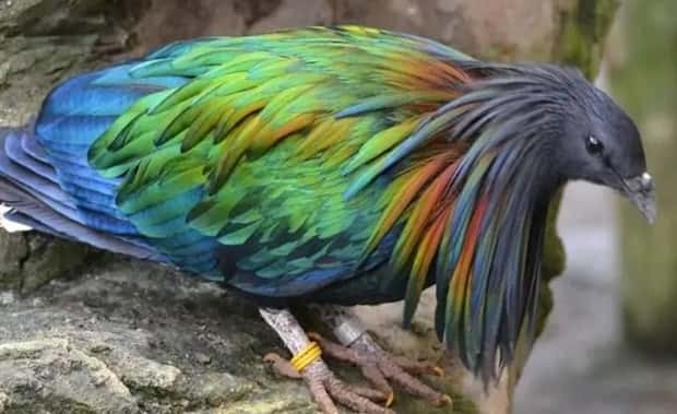 manned nicobar pigeon 16 The Maned Pigeon That Prefers Walking (16 photos)
