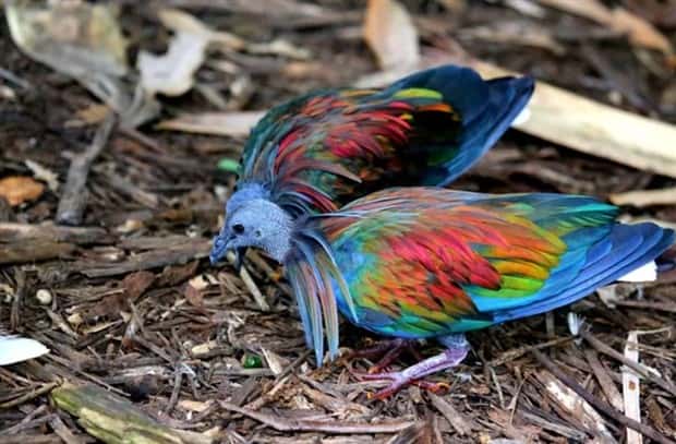 manned nicobar pigeon 17 The Maned Pigeon That Prefers Walking (16 photos)
