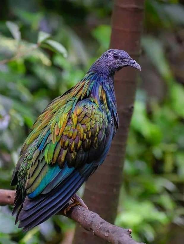 manned nicobar pigeon 3 The Maned Pigeon That Prefers Walking (16 photos)