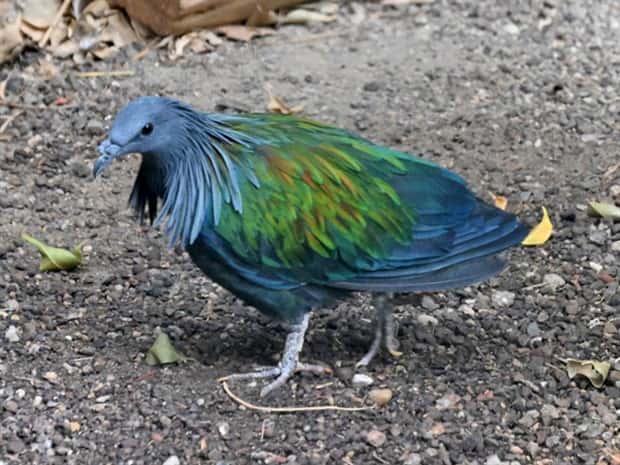 manned nicobar pigeon 4 The Maned Pigeon That Prefers Walking (16 photos)