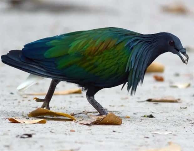 manned nicobar pigeon 9 The Maned Pigeon That Prefers Walking (16 photos)