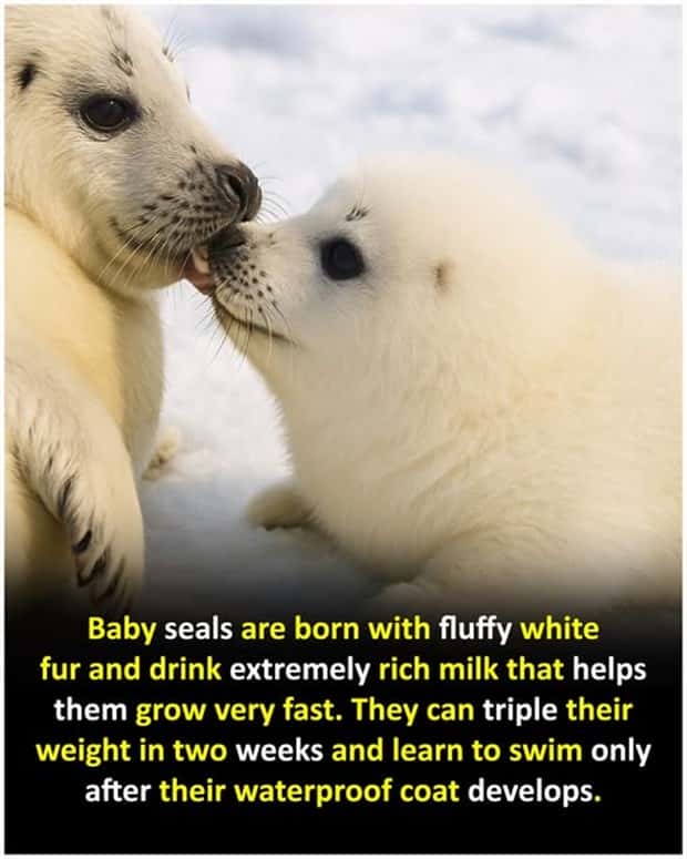 Cool and Interesting Facts #469 (21 photos)