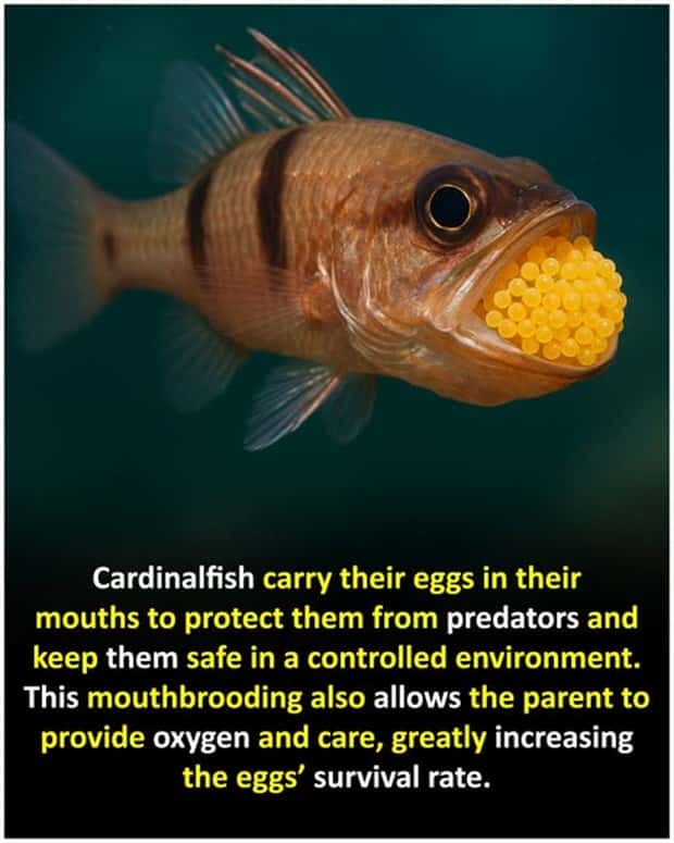 Cool and Interesting Facts #469 (21 photos)