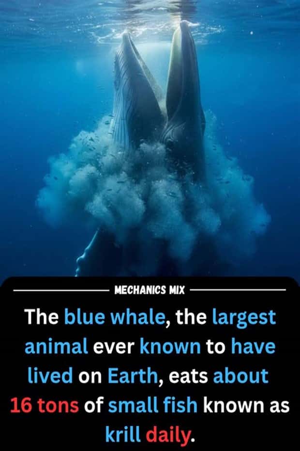 Cool and Interesting Facts #469 (21 photos)