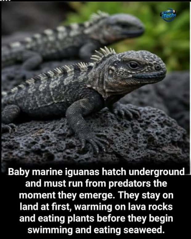 Cool and Interesting Facts #469 (21 photos)