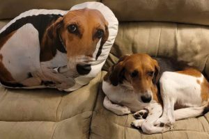 Cool Picture Parade CMI