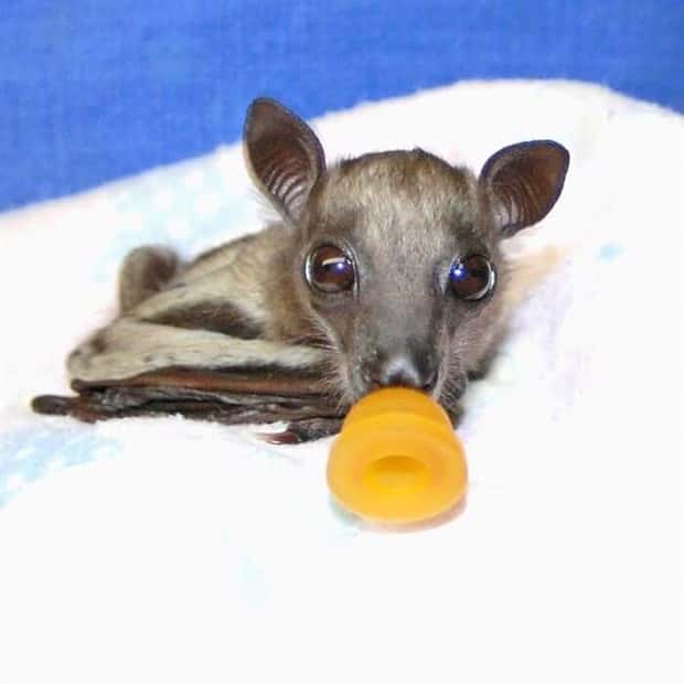 I Never Knew Bats Could Be This Adorable (35 photos)